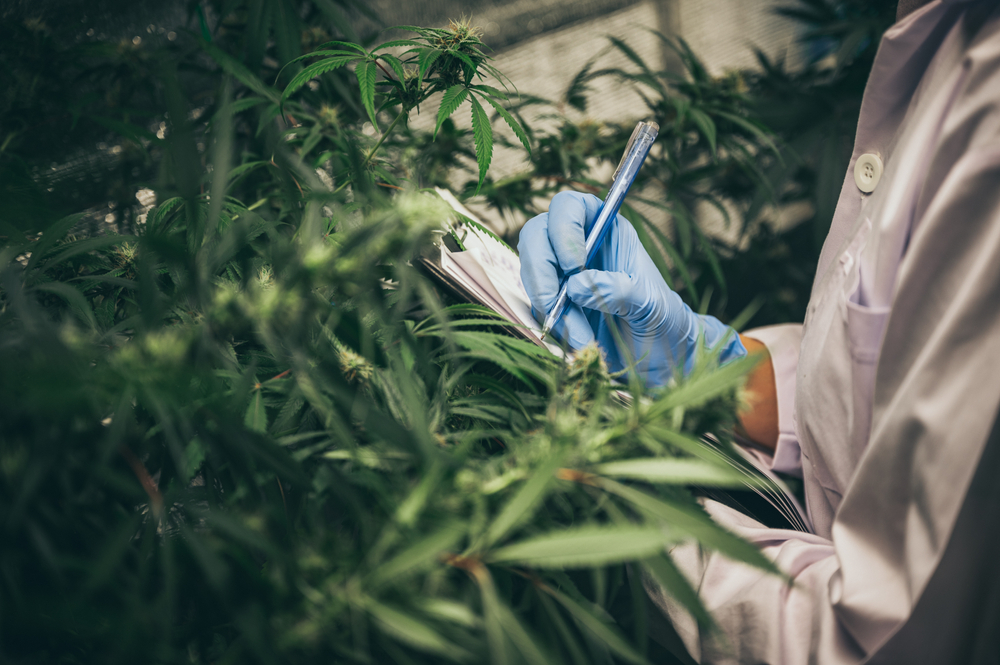 Cannabis Business Legal Consideration