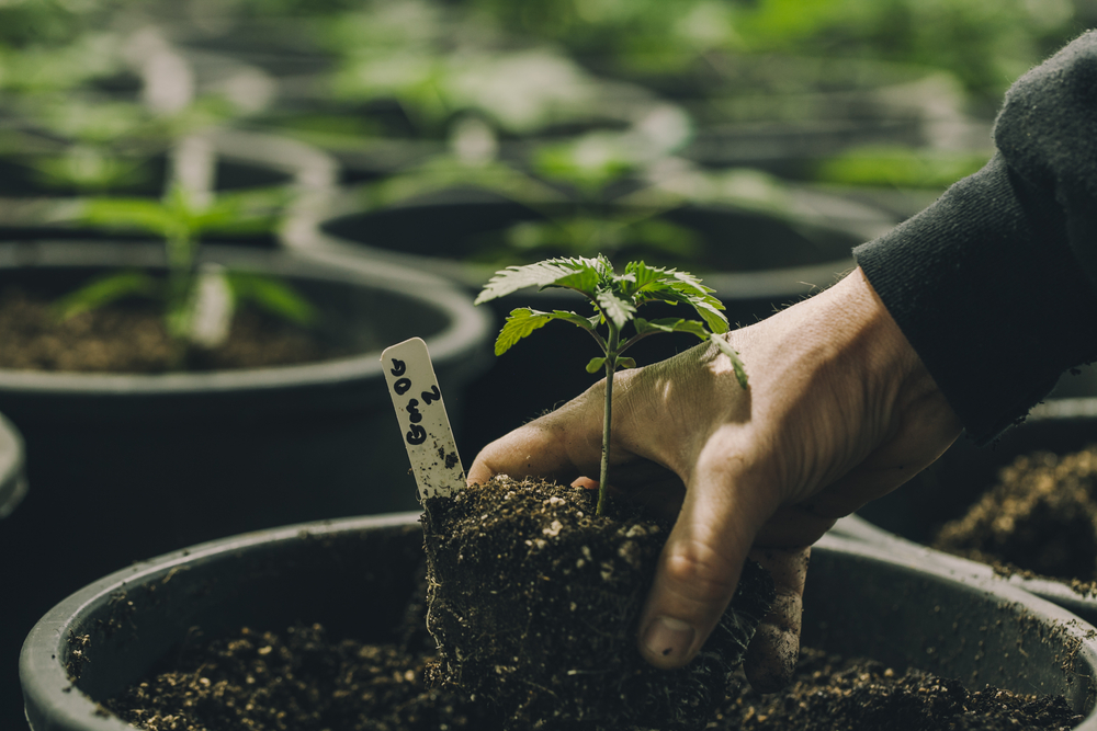 Legal Mistakes in Cannabis Business Operations